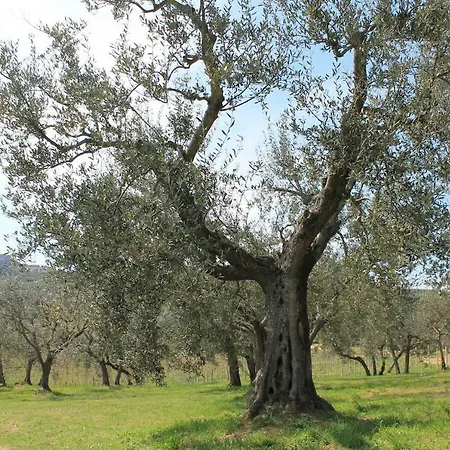 Agriturismo La Torre Dell'Oliveto Agello Exterior foto